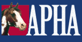 paint horse